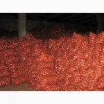 Продам цибулю від виробника Сільхоз-хазяйство сорт:Глобус і Ребчатий около 100 тонн