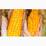 Семена кукурузи Гран 310, Гібрид, насіння кукурудзи купить Чернигов