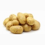 Продам семенной картофель оптом (Лабелла, Таисия, Альта) по хорошим ценам
