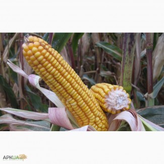 Семена кукурузы Солонянский 298 СВ
