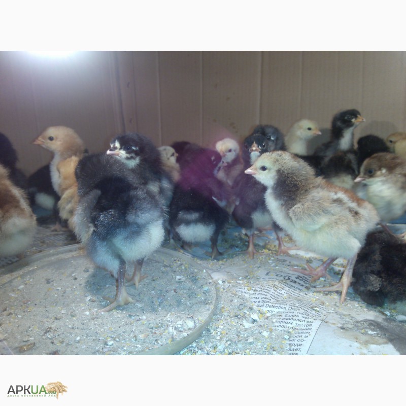 Фото 4. Цыплята суточные и постарше, домашние, мясо-яичные в Мелитополе