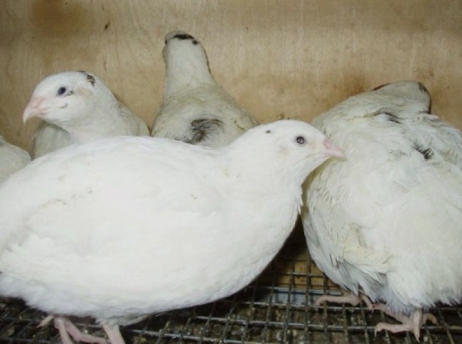Фото 4. Яйца перепелов для инкубации белый Техасский бройлер