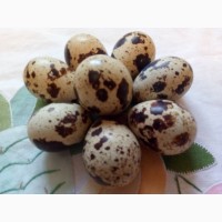 Яйца перепелов для инкубации белый Техасский бройлер