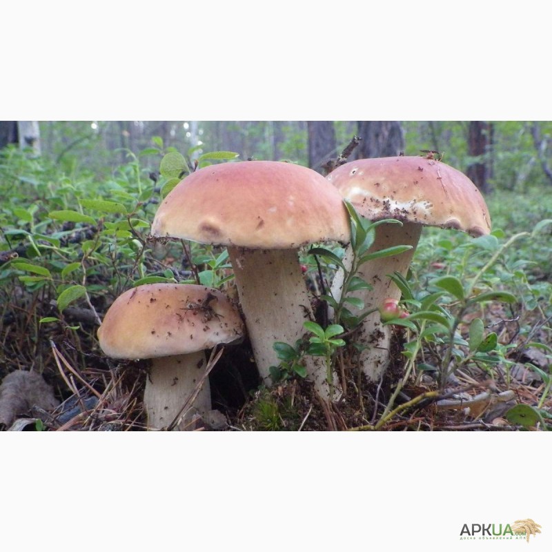 Фото 10. Мицелий белого гриба - выращивание белых грибов для себя и на продажу