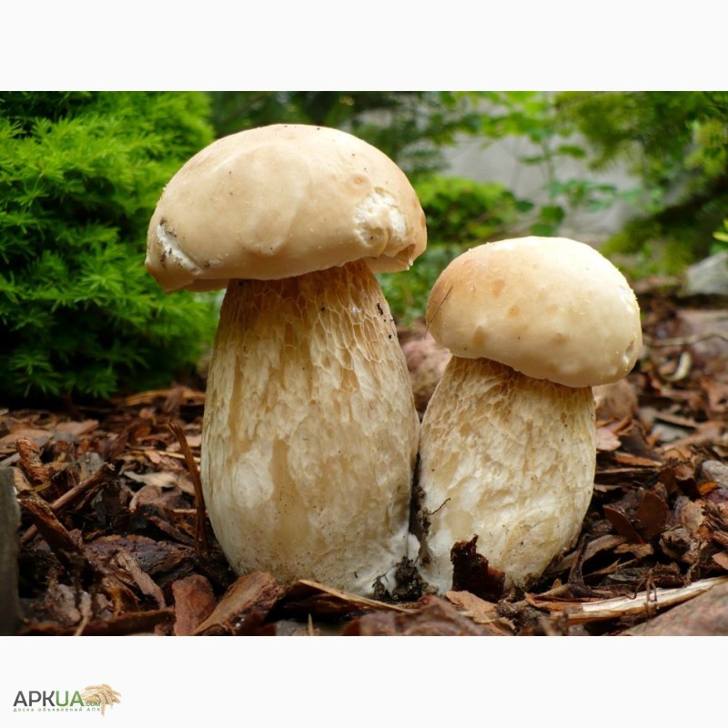 Фото 11. Мицелий белого гриба - выращивание белых грибов для себя и на продажу