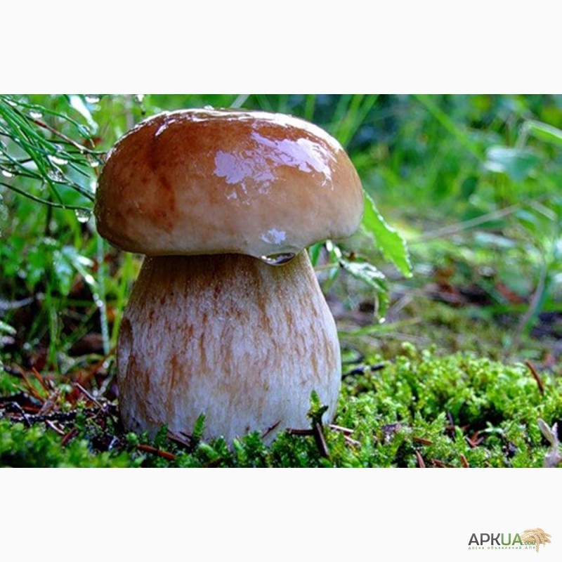 Фото 12. Мицелий белого гриба - выращивание белых грибов для себя и на продажу