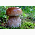 Мицелий белого гриба - выращивание белых грибов для себя и на продажу