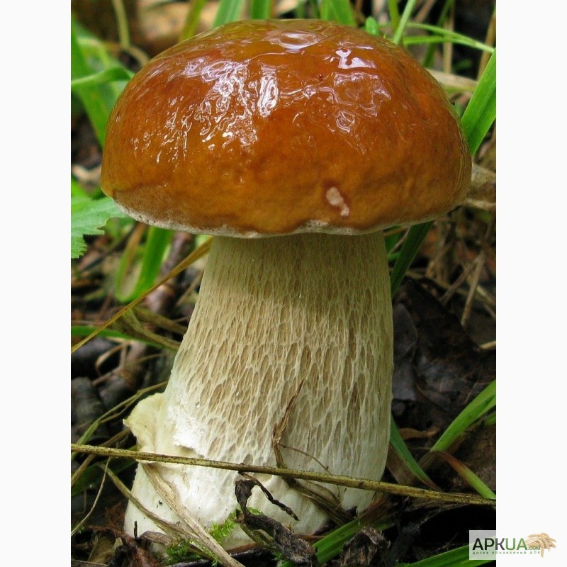 Фото 13. Мицелий белого гриба - выращивание белых грибов для себя и на продажу