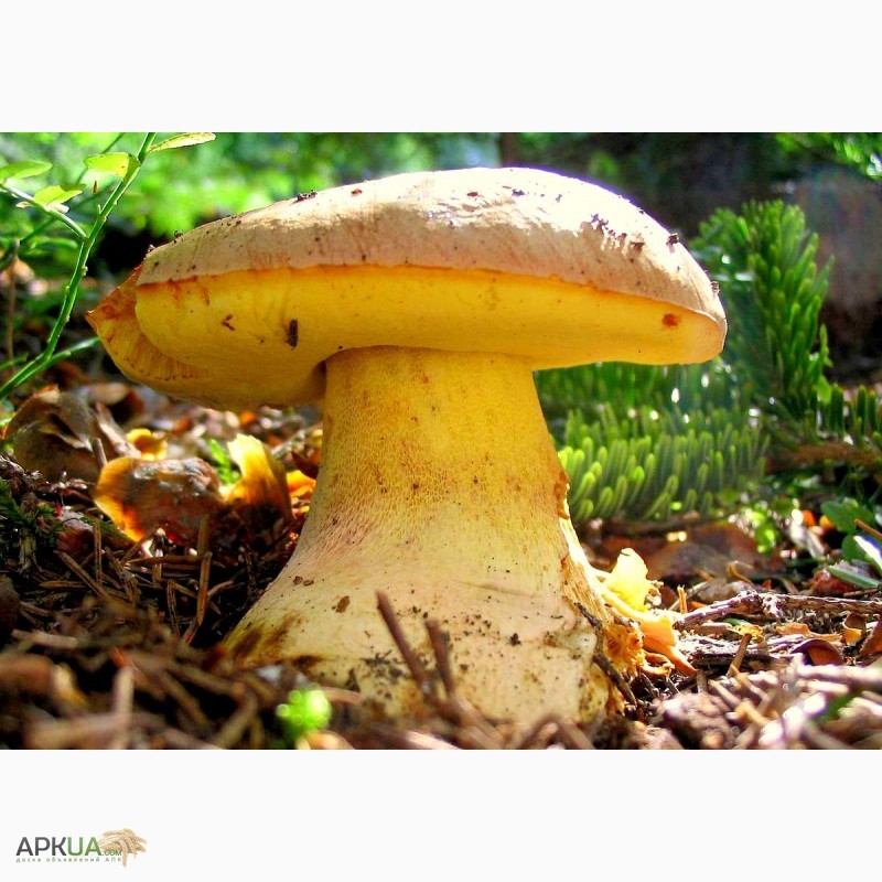 Фото 14. Мицелий белого гриба - выращивание белых грибов для себя и на продажу