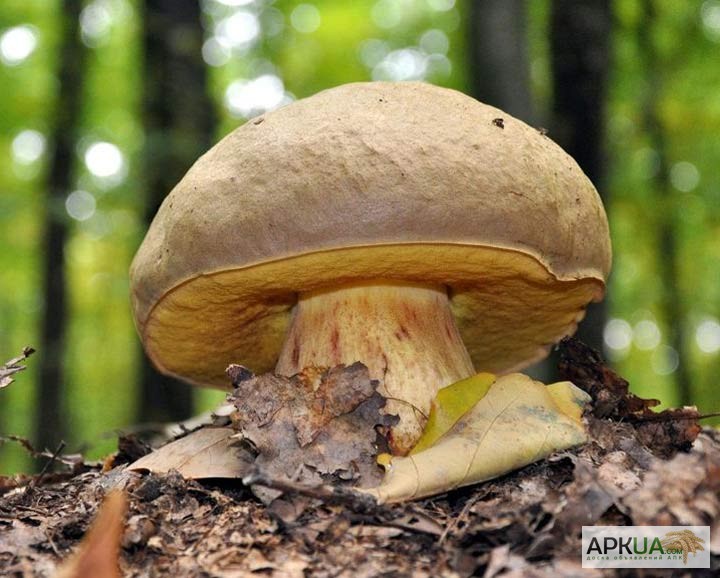 Фото 15. Мицелий белого гриба - выращивание белых грибов для себя и на продажу