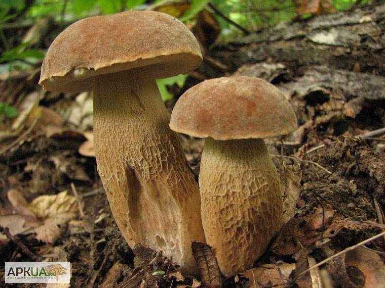 Фото 3. Мицелий белого гриба - выращивание белых грибов для себя и на продажу
