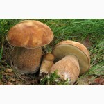Мицелий белого гриба - выращивание белых грибов для себя и на продажу