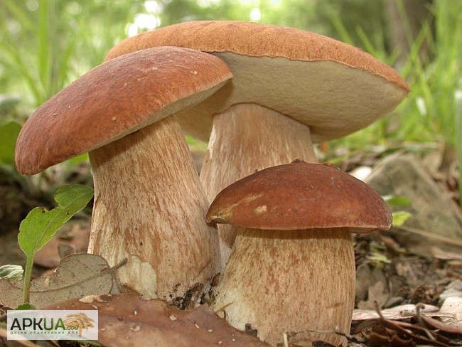 Фото 5. Мицелий белого гриба - выращивание белых грибов для себя и на продажу