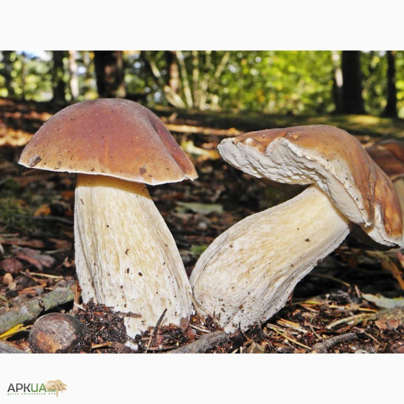 Фото 6. Мицелий белого гриба - выращивание белых грибов для себя и на продажу