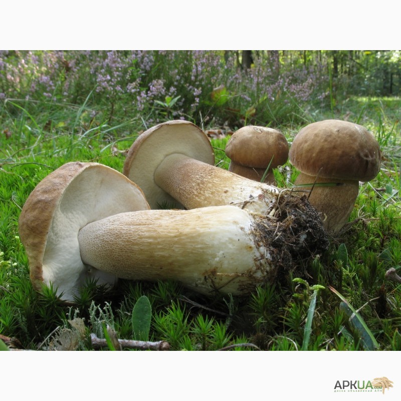 Фото 8. Мицелий белого гриба - выращивание белых грибов для себя и на продажу