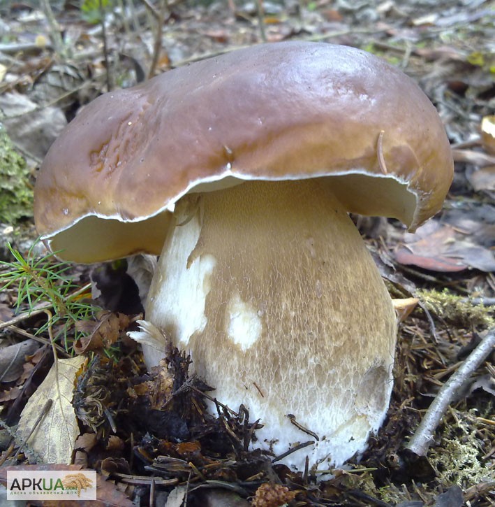 Фото 9. Мицелий белого гриба - выращивание белых грибов для себя и на продажу