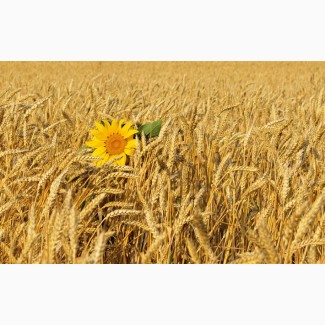 Купуємо пшеницю з полів, складів, господарств самовивозом