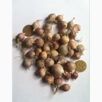 Чеснок «Любаша» продам посадочный чеснок однозубка