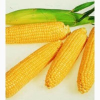 Продам насіння кукурудзи РІВ ЄРА (гібрид)