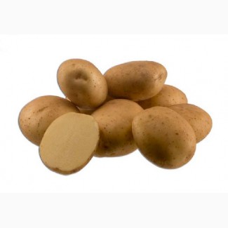 Продам картоплю СЛОВ#039;ЯНКА та САНТЕ