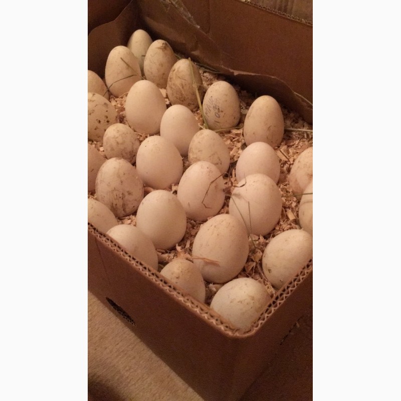 Фото 2. Продам гусаки холмогори и яйцо инкубационное