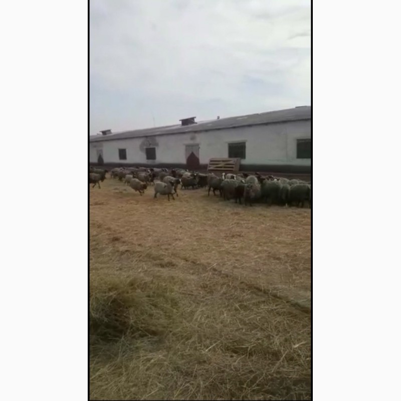 Продам стадо овец 350 голов романовская порода