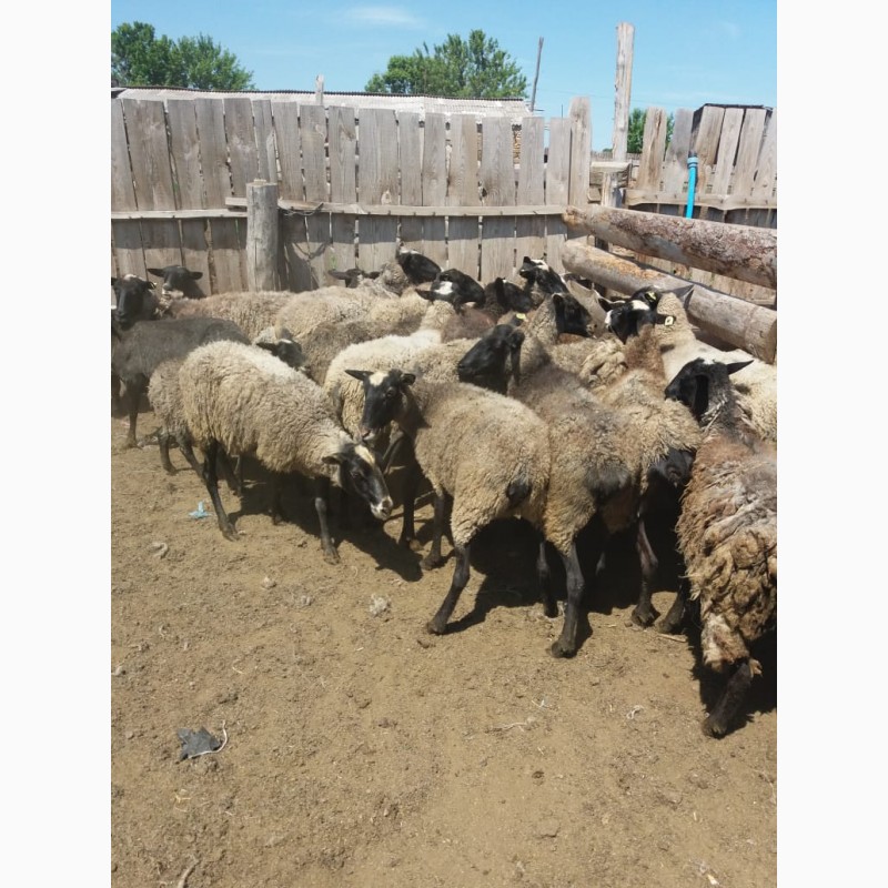 Фото 2. Продам стадо овец 350 голов романовская порода
