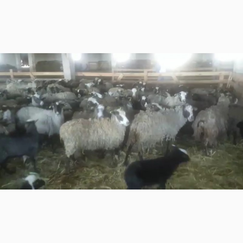 Фото 3. Продам стадо овец 350 голов романовская порода