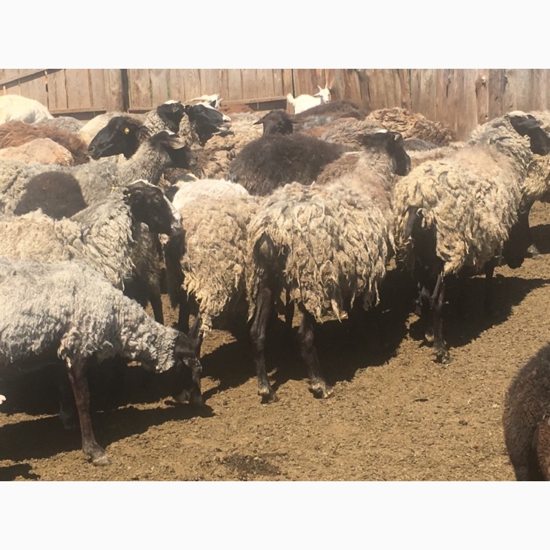 Фото 4. Продам стадо овец 350 голов романовская порода