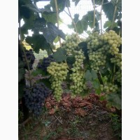 Виноград оптом с поля
