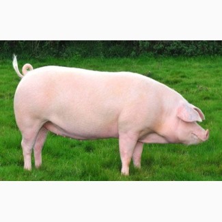 Продам БМВД 20% для свиней від виробника