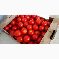 Оптовая продажа реализация помидоров доставка