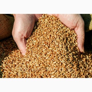 Продам насіння пшениці озимої Поліська 90