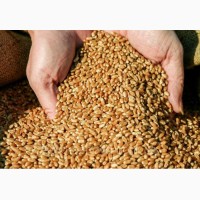 Продам насіння пшениці озимої Поліська 90