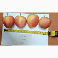 Продам Яблуко 1 Гатунку, Сорт - Гала, Калібр - 65-80мм, ФЕРМЕРСЬКЕ ГОСПОДАРСТВО