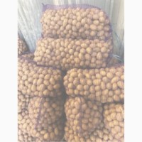 ФГ продає гуртом насінневу картоплю сорту Королева Анна від виробника