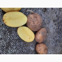 Продам Картошку отличное качество., картофель 6грн