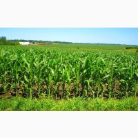 Насіння кукурудзи Тіадор ФАО 360 (стандарт)