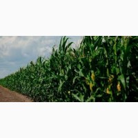 Насіння кукурудзи Тіадор ФАО 360 (стандарт)