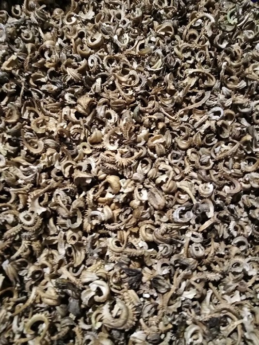 Фото 2. Продам насіння семена календула - нагідки