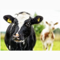 Закупаем ДОРОГО коров и молодняк в Сумской области
