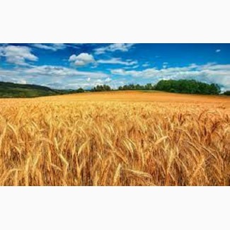 Семена озимой пшеницы Гордиан Сингента