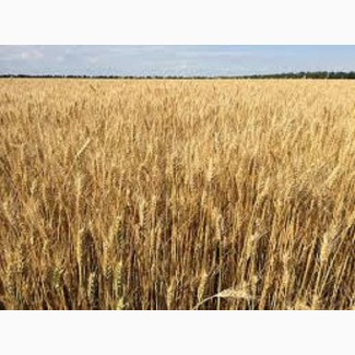 Семена озимой пшеницы МАЛИНОВКА