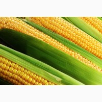 Семена кукурузы ДН Страйд