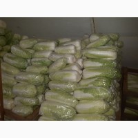 Фото 2. Продам пекинскую капусту від фермера. Від 5 тонн