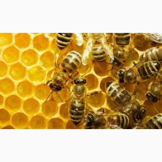 Продам бджолопакети Рогатин