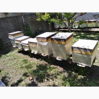 Куплю пчелопакеты, пчелосемьи, пчеломаток