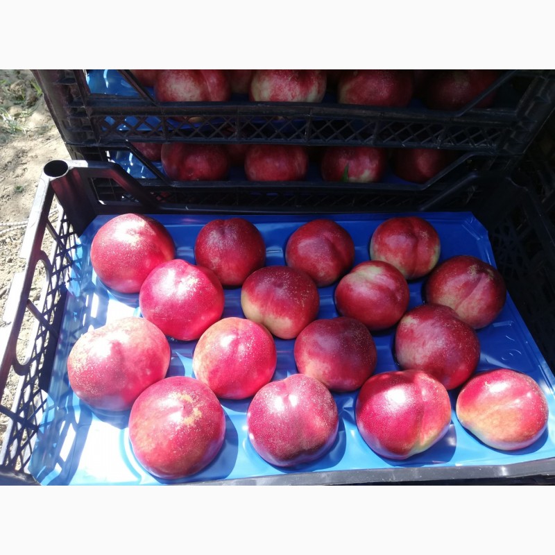 Фото 3. Оптовые продажи персиков