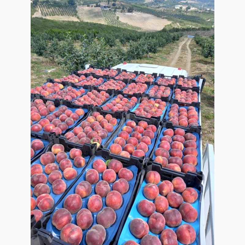 Фото 4. Оптовые продажи персиков