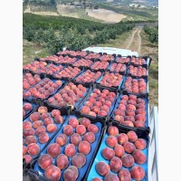 Оптовые продажи персиков